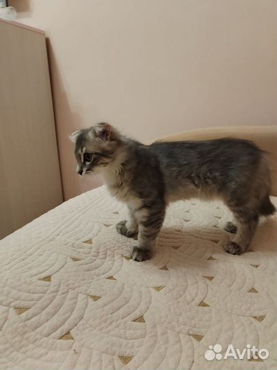 Вислоухие котята в добрые руки