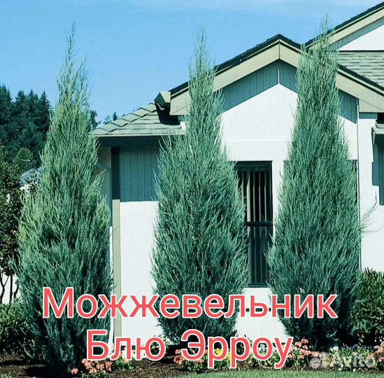Можжевельник