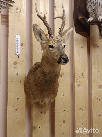 Чучело косули