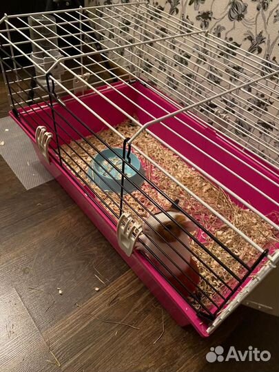 Морская свинка