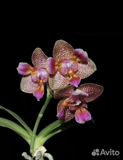 Фаленопсис Сказка
