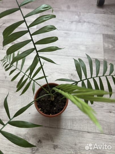 Пальма хамедорея