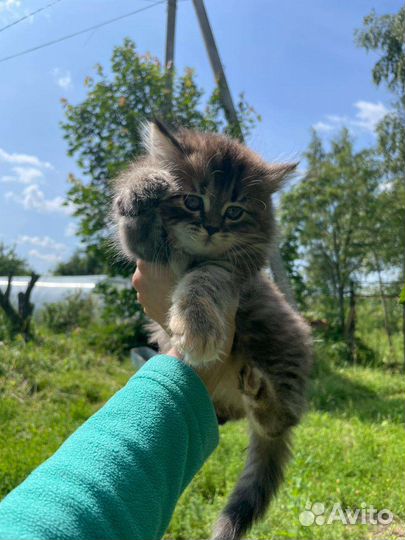 Котята в хорошие руки