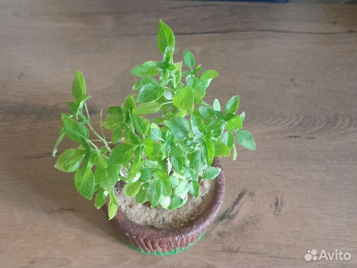 Базилик в декоративнлм горшке