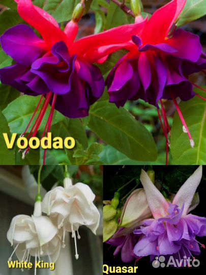 Фуксии сортовые