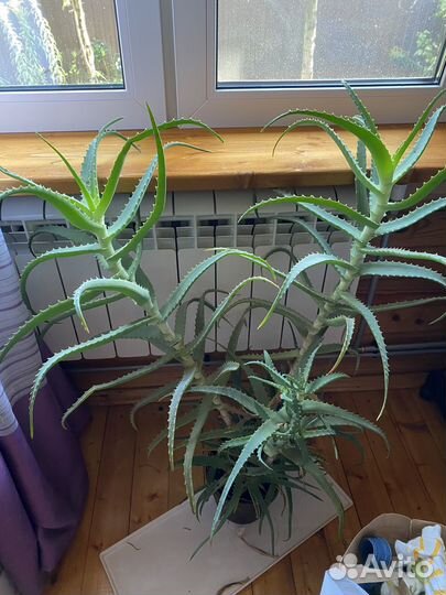 Алоэ столетник