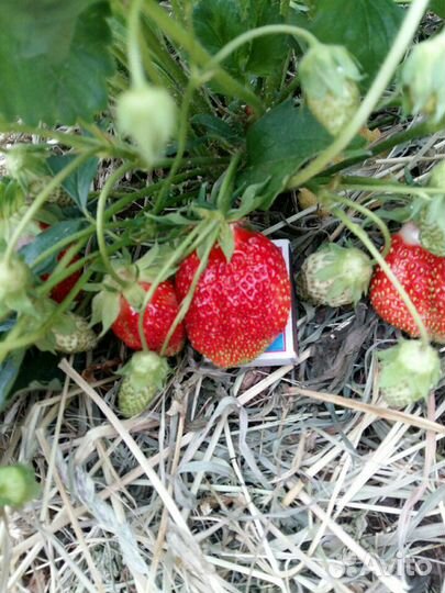 Сортовая клубника: азия; клери; хоней, брилла и др