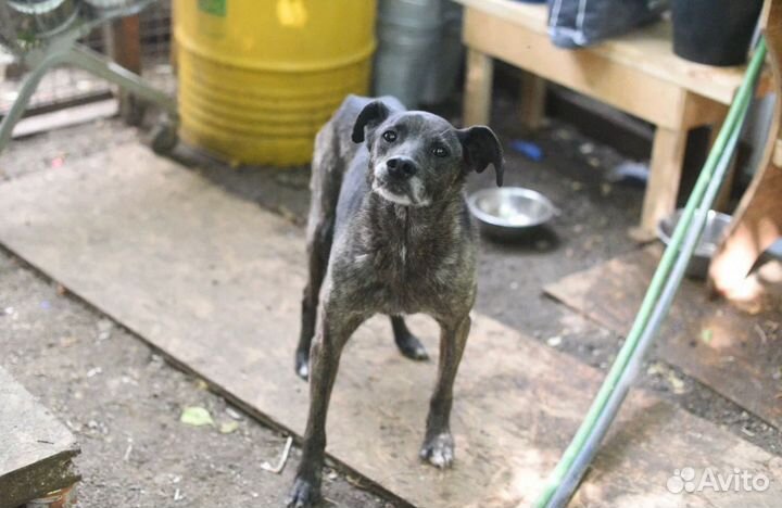 Буча в добрые руки спасите пёсиху