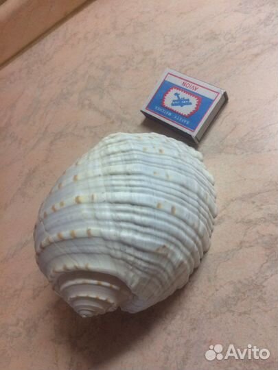 Большая морская ракушка