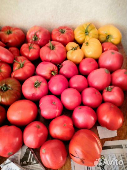 Рассада помидор