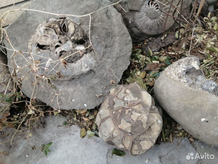 Окаменелости