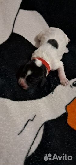 Щенки спаниеля