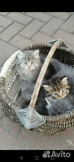 Котятки в добрые руки