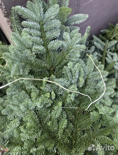 2 банча нобилиса авито дост