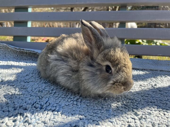 Кролики Немецкая Ангора,крольчата