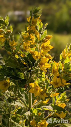 Многолетники