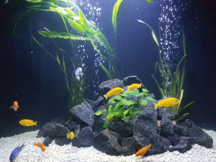 Аквариум - чистка, ремонт, переезд, изготовление