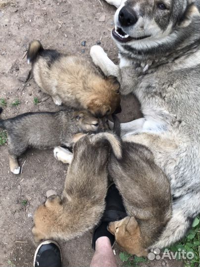 Домашние животные