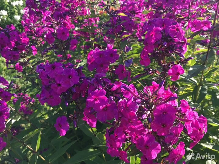 Флоксы,ромашка садовая