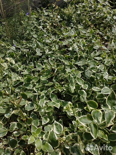 Растение вьющиеся