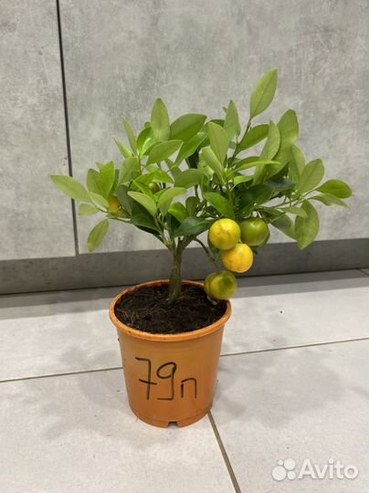 Мандариновое дерево