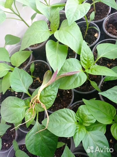 Традесканции и эпипремнумы