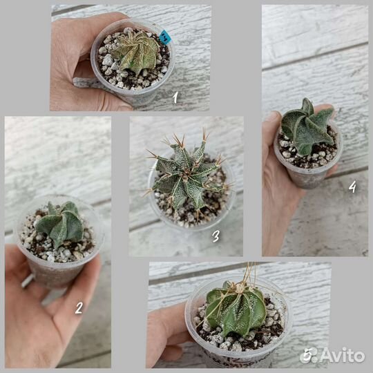 Кактусы сеянцы