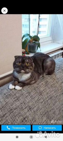 Британские вислоухие котята