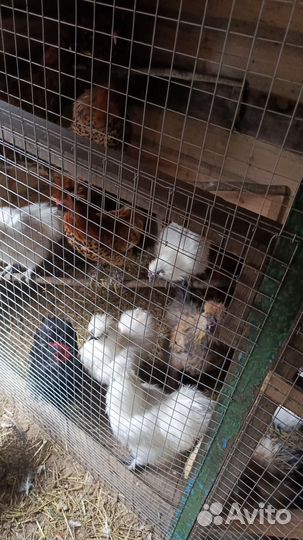 Молодые петушки