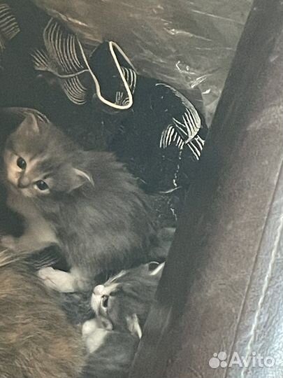 Котята в добрые руки даром