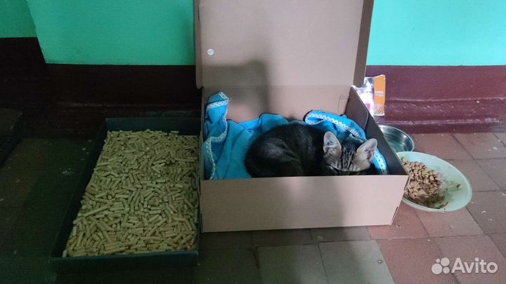 Котик в дар