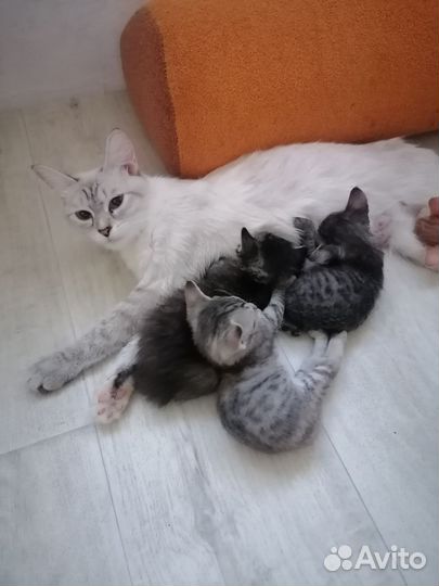 Кошечка в добрые руки