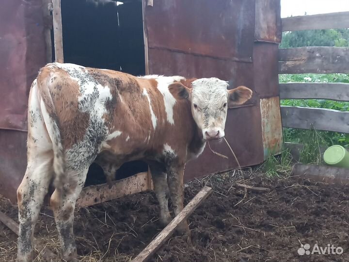 Бычки и быки