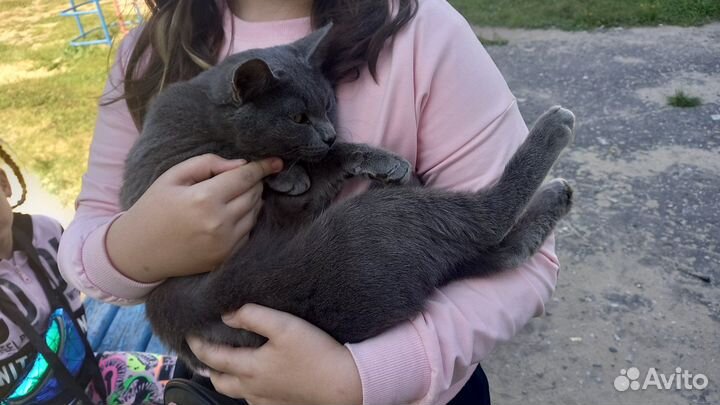 Найден кот