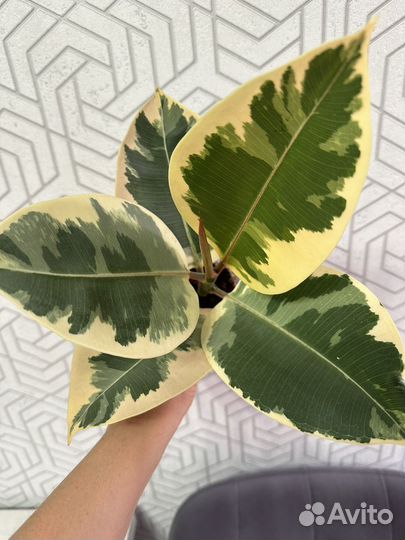 Фикус эластика тинеке