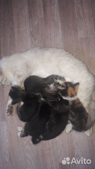 Котята в дар бесплатно