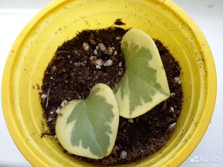 Пеперомия вар,глабелла,перескиелистнаяЗамиокулькас