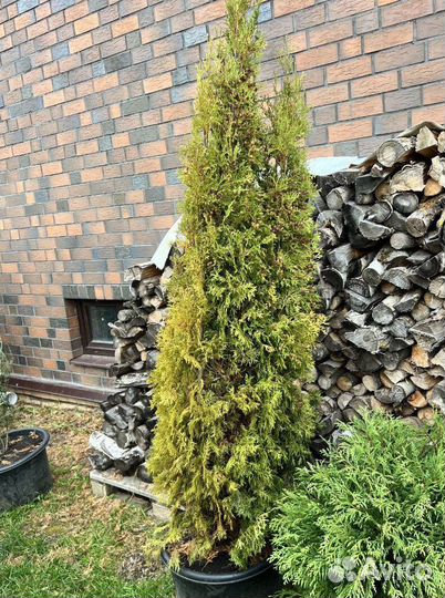 Туя Смарагд для живой изгороди