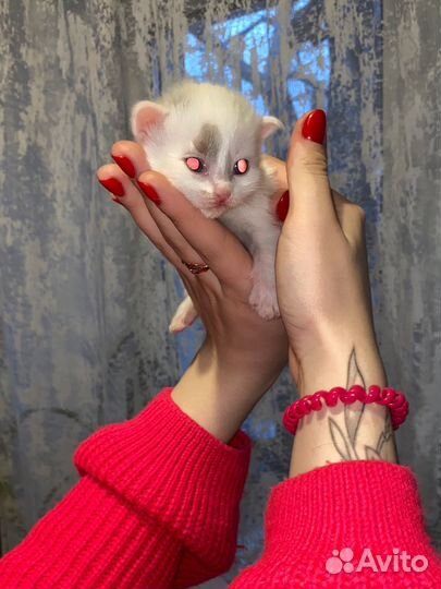 Котята в добрые руки, 1 месяц