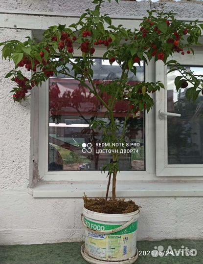 Перец острый сверхострый