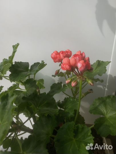 Пеларгония Рэд Пандора сортовая тюльпановидная