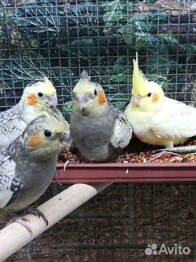 Попугай корелла птенцы, клетка