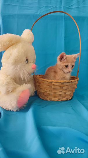 Пристраиваются милые котята