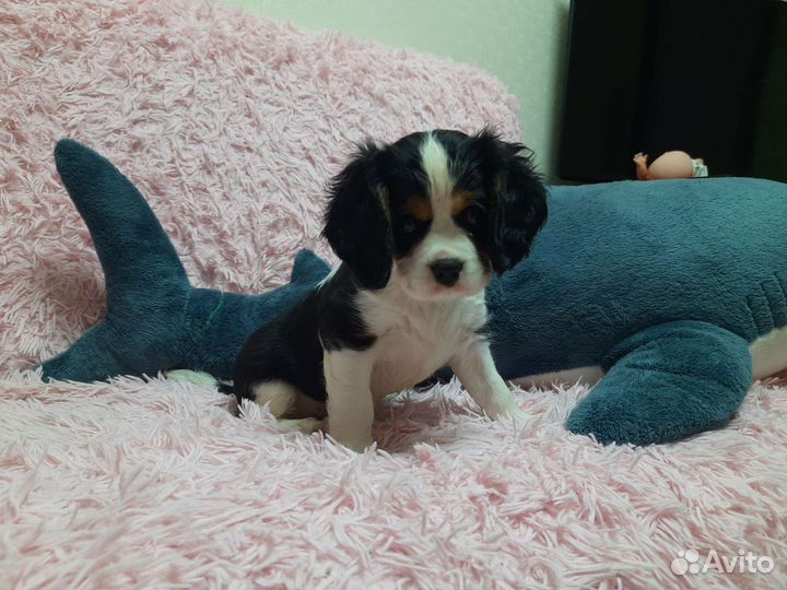 Кавалер кинг чарльз спаниель