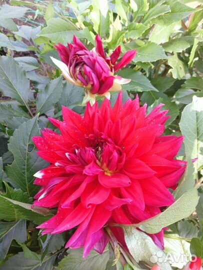 Георгины клубни