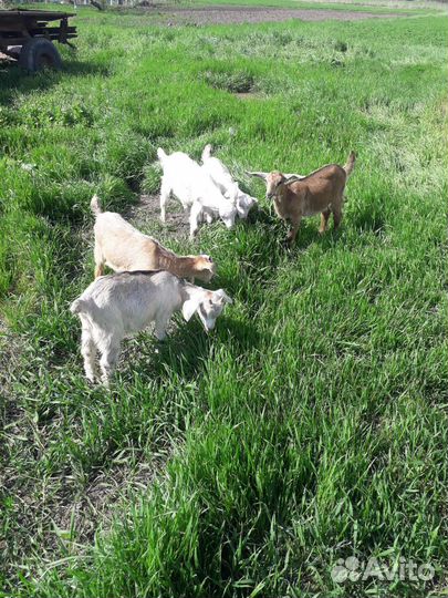 Коза дойная, козлята