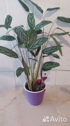 Цветы домашние: Калатея, Фикус, Фиалка и другие