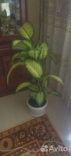 Диффенбахия