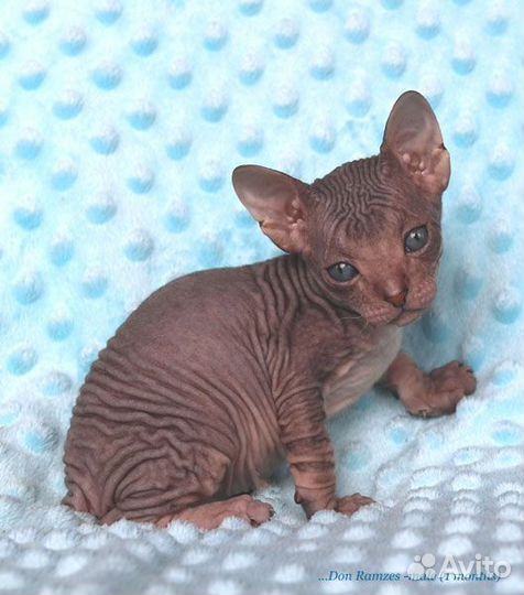 Мальчик из питомника