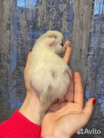 Котята в добрые руки, 1 месяц